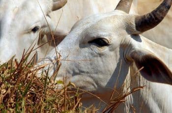 Arroba do boi sobe 10% e encarece carne no Brasil e no exterior