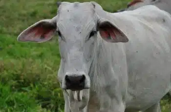 Boi gordo encerra a semana cotado a R$ 332,42 em São Paulo, com preços firmes e oferta restrita. 10 Boi gordo mantém preços firmes e indica tendência de alta