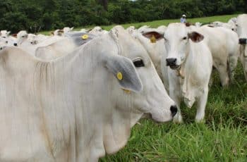 Cresce a expectativa de um boi gordo perto de R$ 350/@ no curto prazo