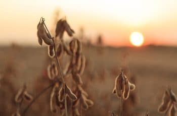 Soja fecha em alta pela terceira sessão consecutiva em Chicago