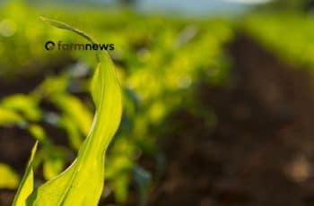 Preço futuro do milho para 2026 e 2027 no início de fevereiro