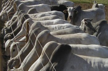 Boi gordo atinge R$ 350/@ em SP e sobe em outras 5 praças