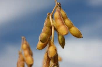 Soja realiza lucros e testa ligeiras baixas na Bolsa de Chicago nesta 4ª feira