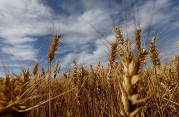 Soja fecha em alta com apoio do petróleo e projeções para safra dos EUA