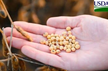 USDA informa venda de soja para o Egito nesta 5ª feira