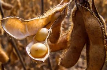 Soja volta a subir em Chicago, com suporte do óleo, mas ainda limitada pelo...