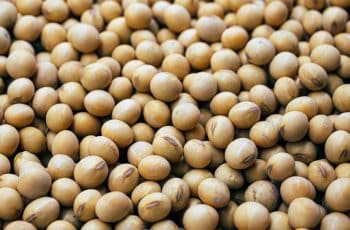 Soja fecha em alta na Bolsa de Chicago, mas abaixo dos R$ 130/sc nos portos...