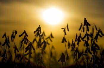 Soja fecha em leve baixa na bolsa de Chicago | Cotações