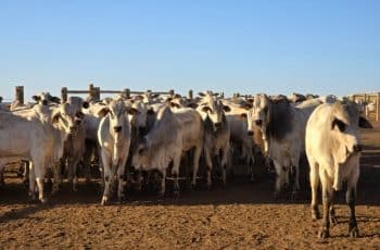 Boi gordo sobe em São Paulo com oferta restrita e expectativa de reação no consumo