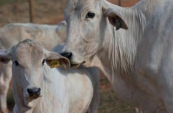 Preço do boi gordo cai em várias regiões pecuárias
