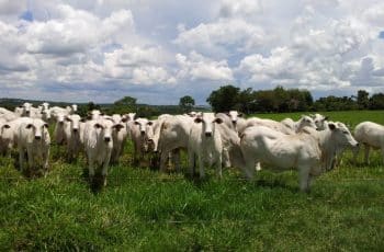 Boi gordo hoje: mercado segue firme, novilha puxa altas e escalas curtas sustentam preços