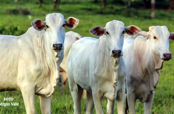 Preço do boi gordo volta a subir no Acre e exportações ajudam impulsionar a pecuária