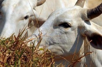 Com demanda aquecida, boi gordo sobe em MT e arroba chega a R$ 343