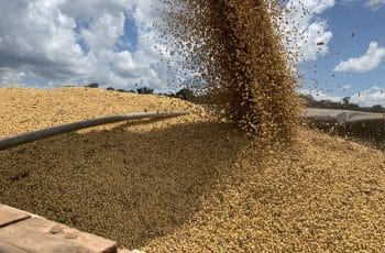 Soja disponível em Mato Grosso cai e preço do óleo também