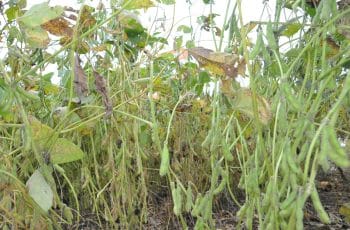 Mercado da soja tem novas altas em Chicago nesta 5ª