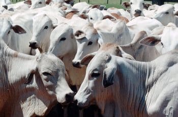 Cotação do boi gordo em Mato Grosso sobe 1,6%