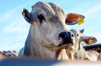 Frigoríficos pressionam mercado, mas pecuaristas seguram boiada e preço do boi gordo resiste — CompreRural