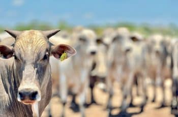 Arroba do boi gordo sobe em fevereiro e melhora poder de compra do pecuarista em Mato Grosso, aponta IMEA » Notícia Exata