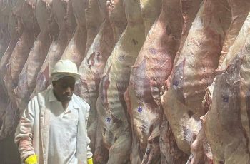 Valor da arroba do boi gordo em Feira de Santana atinge maior patamar desde início de 2026