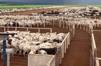 Valor da arroba do boi gordo em Feira de Santana está 13% mais caro em 2026; saiba valor