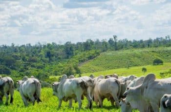 Arroba do boi chega a R$ 340 em Feira de Santana após alta de 13%