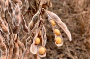 Farelo intensifica altas, sobe mais de 3%, mas soja em grão tem ganhos limitados em Chicago