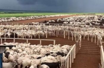 Arroba do boi sobe quase 13% em 2026 e se mantém em R$ 350 na região de Feira
