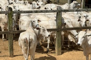 Arroba do boi se mantém em R$ 340 na região de Feira de Santana e mercado aponta estabilidade com viés firme