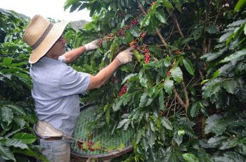 Safra de café conilon puxa alta do PIB do Espírito Santo em 2025