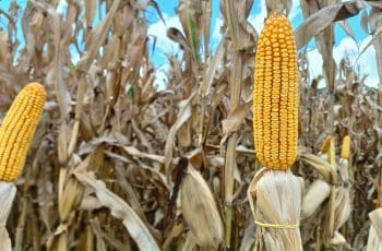 Milho da B3 recua junto com o dólar nesta 3ªfeira, mas cotações acumulam...