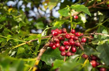 Câmbio e aumento de oferta pressiona cotações futuras do café em Nova York