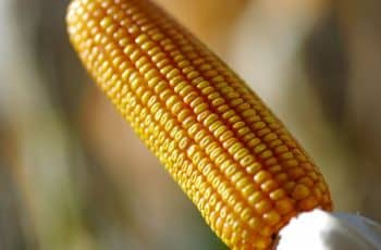 Cotação do milho recua 1,35% na Bolsa de Chicago com pressão de vendas