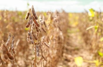 Soja volta a subir em Chicago nesta 2ª feira, acompanhando derivados, grãos e petróleo