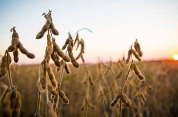 Soja avança na Bolsa de Chicago, com preços chegando a US$ 11,72 por bushel 1 Soja dá sequência às altas em Chicago nesta 6ª feira, puxada pela retomada...