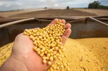 PIB da agropecuária cresce 11,7% em 2025, segundo a CNA 6 PIB da agropecuária cresce 11,7% em 2025 e impulsiona economia brasileira