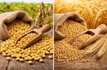 Soja recua 0,25% e é negociada a R$ 121,22 por saca no Paraná 12 Soja recua no Paraná e trigo tem movimentos mistos