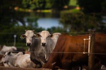 Boi gordo sobe em São Paulo e avança em Mato Grosso com oferta restrita