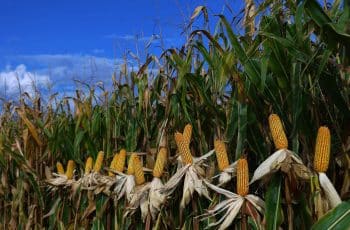 FAO diz que conflito eleva preços internacionais dos alimentos - 06/04/2026 - Vaivém