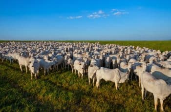 Entenda a situação atual da pecuária com a alta dos preços da arroba e a preocupação com a exportação de animais vivos - Foto: CNA