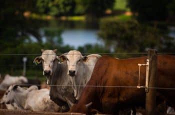 Boi gordo sobe em São Paulo e avança em Mato Grosso com oferta restrita