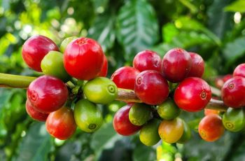 Café padrão fecha em alta a US$ 364,25 na BM&F com valorização de 0,45 pontos 10 Café