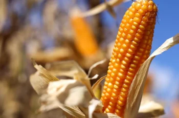 Milho encerra em alta a US$ 4,54 por bushel, impulsionado por valorização do petróleo e clima incerto nos EUA 3 Milho fecha em alta em Chicago com suporte do petróleo e atenção ao clima nos EUA