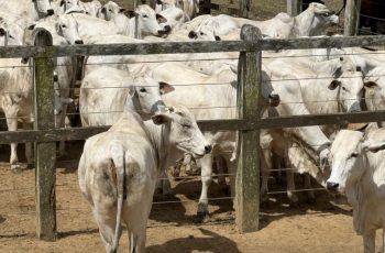 Arroba do boi se mantém em R$ 350 na região de Feira