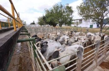 Arroba do boi gordo volta a R$ 350 e reforça tendência de alta em Feira de Santana