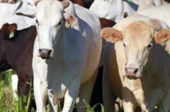 Preço do boi gordo segue firme, mas há sinais de queda a partir de maio