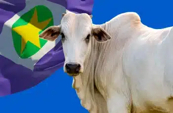 Boi gordo encerra o dia com cotações de até R$ 369,08 em São Paulo 6 Preço da arroba do boi gordo hoje: Mato Grosso lidera altas e mercado liga alerta no pós-feriado