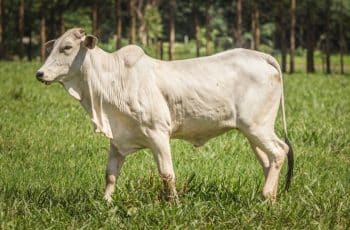 Boi gordo inicia semana com alta nas cotações