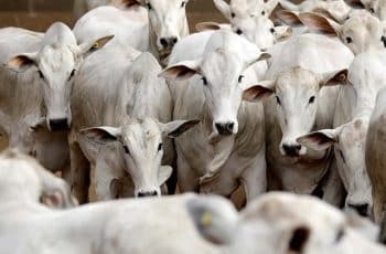 Acre tem a pior cotação do boi gordo do país e amarga R$ 298,50 por arroba