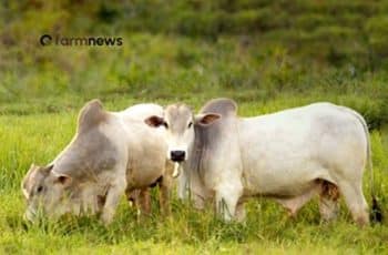 Preço futuro do boi gordo: deságio cai na penúltima semana de abril