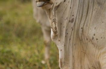 China e o impacto na arroba do boi em maio